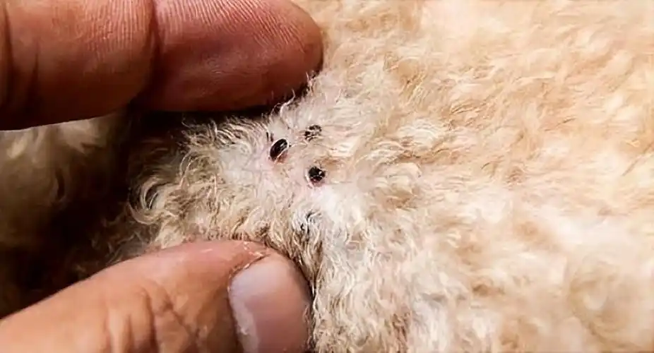 如果狗狗毛发有根部说明身体有虫了,这其实就是寄生虫的粪便.