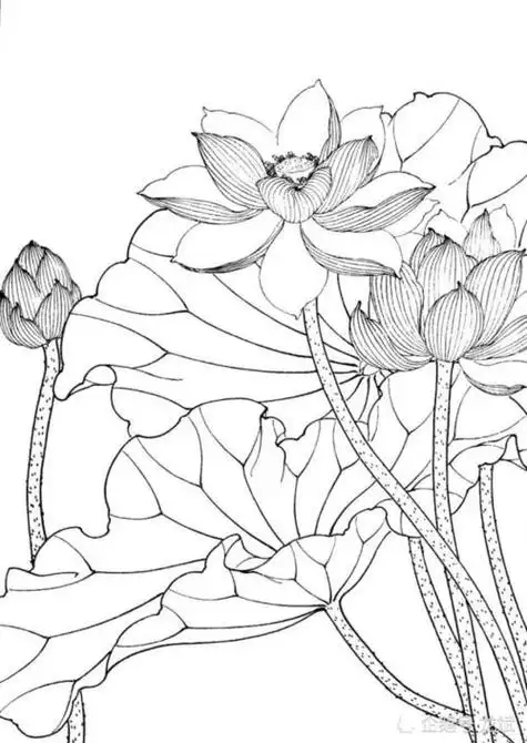 工笔画白描工笔画白描底稿高清图片