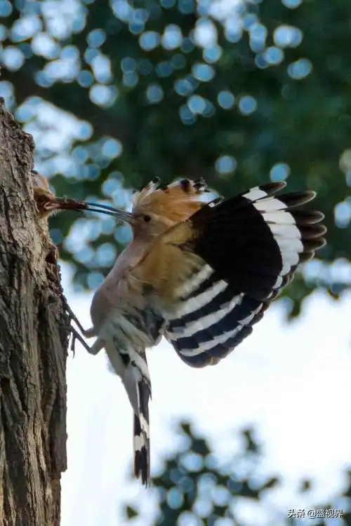 在农村,戴胜鸟又被称为"棺材鸟",为何它们身上总是臭臭的?