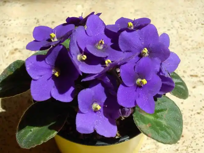 室内空气清净高手— —非洲堇