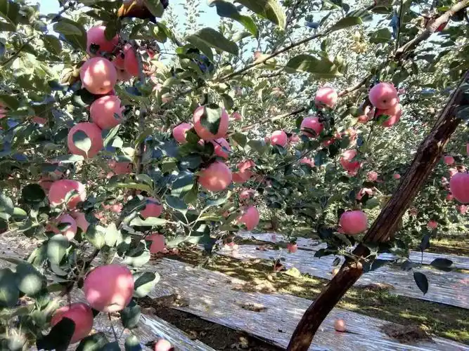 精 【绘金秋】苹果园