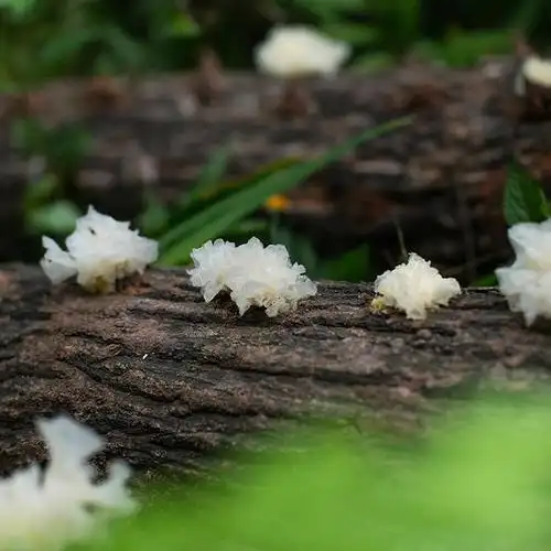 【真正的椴木银耳】通江陈河鼎食椴木银耳 古法种植 国家地标产品 1年