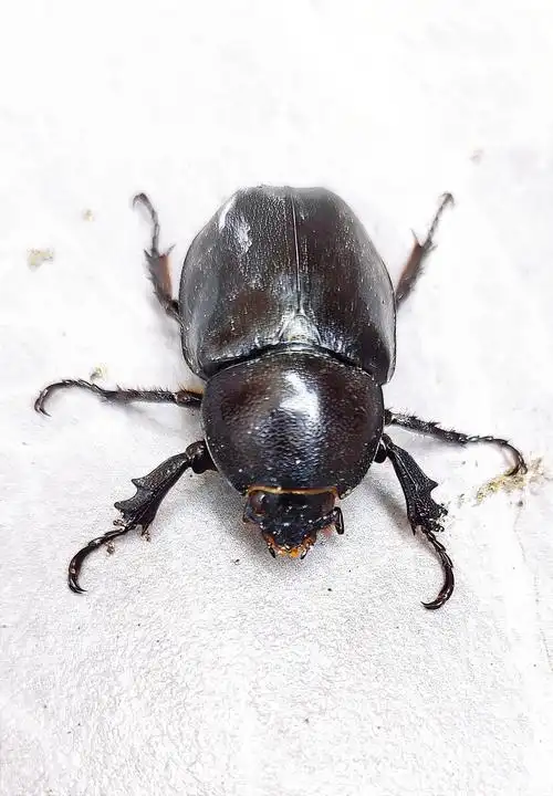 荔枝虫(女虫) - laoyirui - 图虫