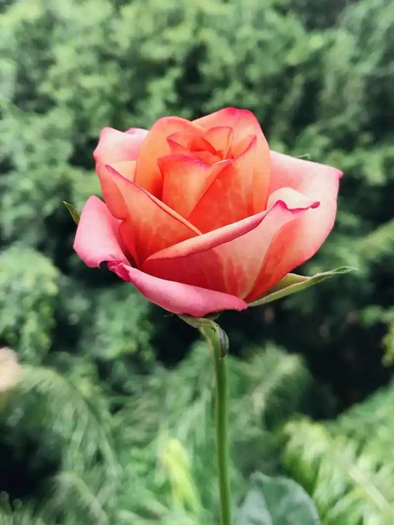 红酒月季·你是我的神!