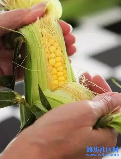 实用┃玉米全身都是宝,玉米须,玉米叶的用处你都知道吗?