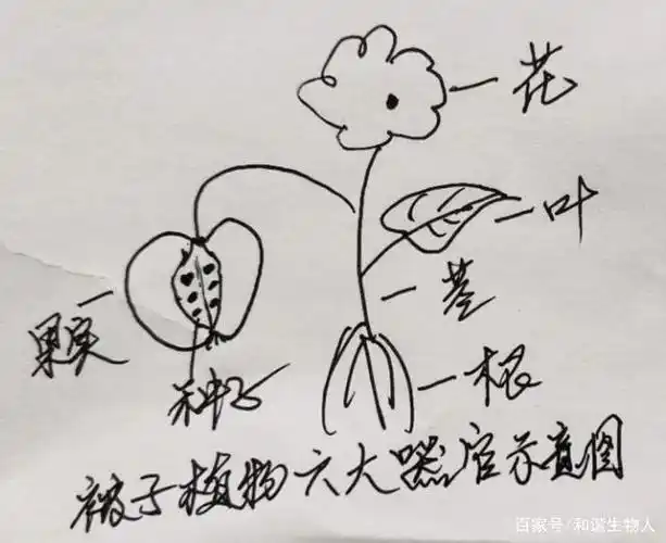 手绘版被子植物六大器官示意图