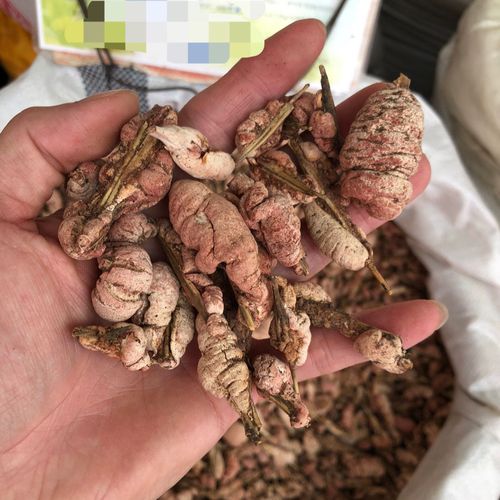 中药材新货野生黄山竹花500g克正品竹黄淡竹花竹花苦竹花