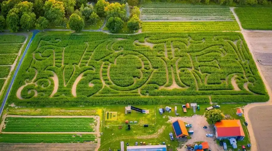 迷失玉米田15个玉米迷宫等你来通关