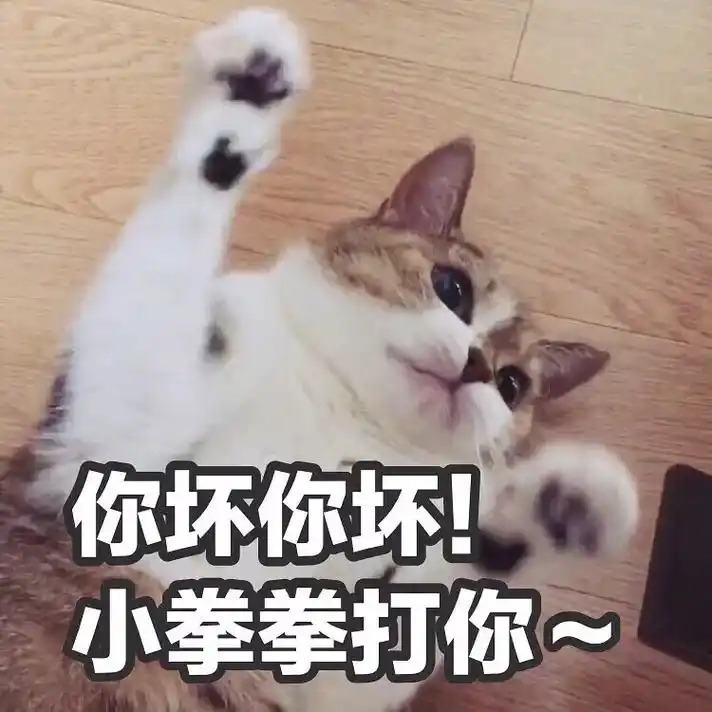 猫表情包你坏你坏小拳拳打你