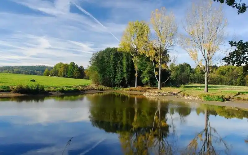 大自然树壁纸壁纸