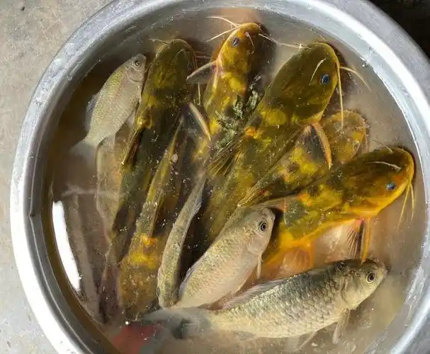 云南钓鱼人钓获"巨型黄辣丁",连钓两条重达1斤多 - 米客网