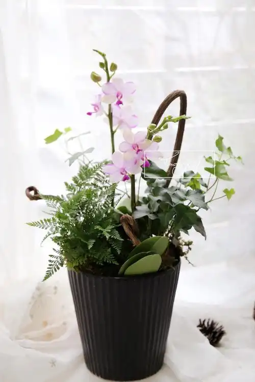 厦门同城送创意蝴蝶兰组合造景组合盆栽绿植乔迁开业贺礼礼物家用