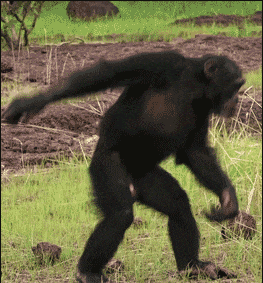 爆笑宠物动态图:撸猫撸狗很正常,但你见过撸鳄鱼的吗