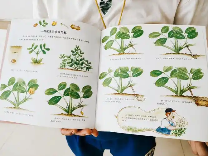 小小少年成长记——和花生有关的那些事儿