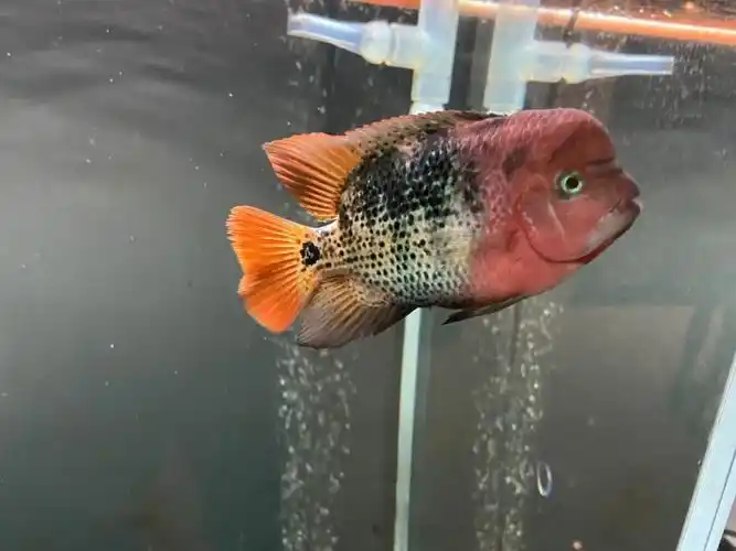 重血古典金花罗汉观赏鱼金花罗汉非彩虹幻彩鸿运马骝罗汉