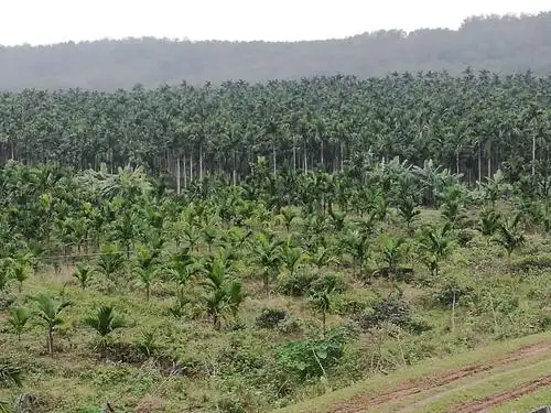 槟榔,四大南药之一.海南的自然环境适合槟榔生长. - 美篇