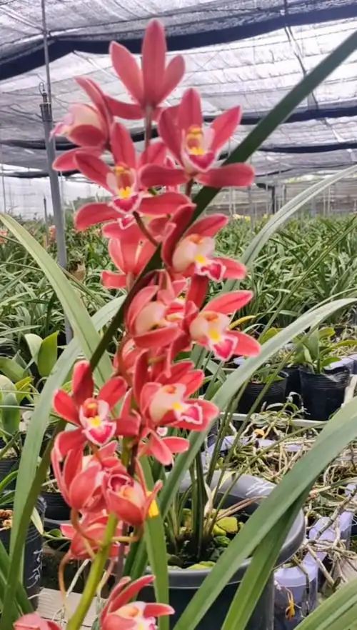 手机摄影#大花蕙兰红双喜