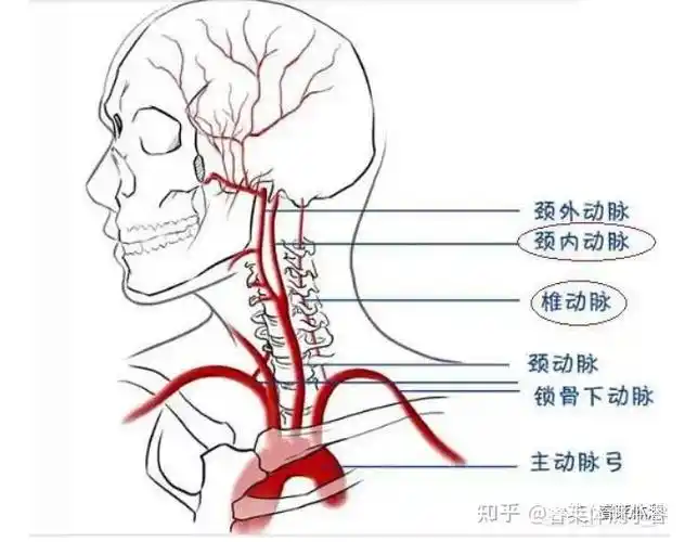 每个人的颈围也有差异(颈围就是经喉结节点绕一圈的颈部水平围长)