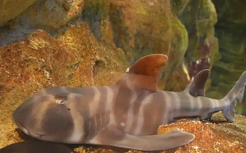 heterodontus  japonicus