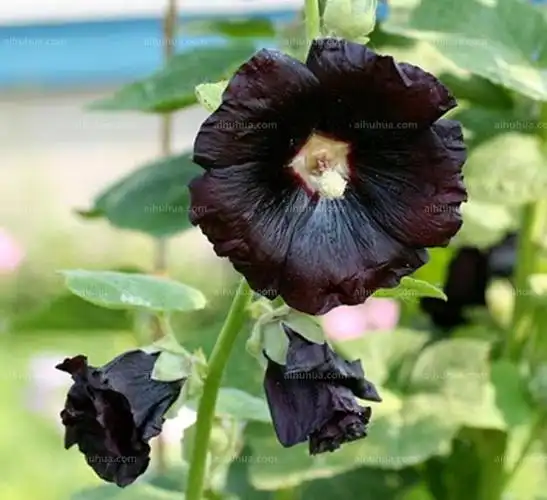 黑色曼陀罗图片_黑色曼陀罗的花朵图片大全 - 花卉网