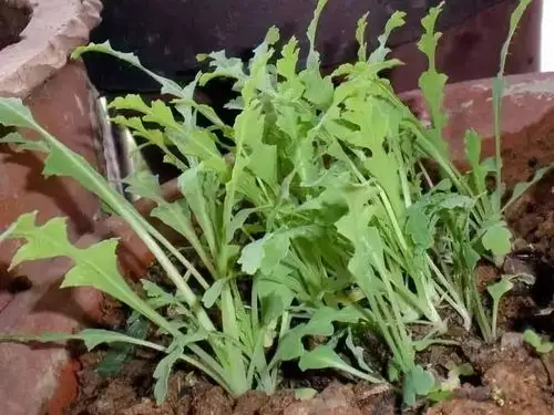 罂粟叶中也含有有毒物质,长期食用就会产生依赖性,对人体有害.