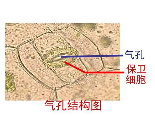 气孔 保卫 细胞 气孔结构图