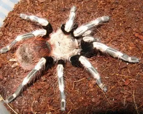 捕鸟蛛科普巴西白间红尾