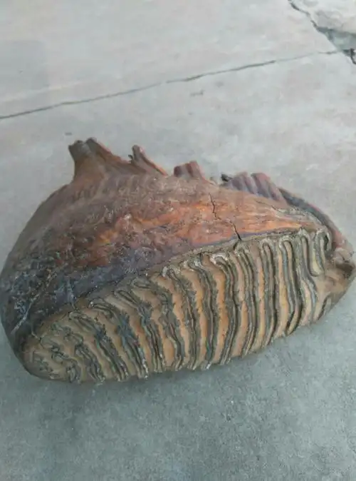 我有猛犸臼齿骨化石,重量2950克,能卖多少钱