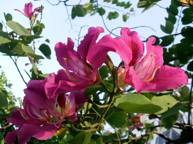 【转载】洋紫荆花