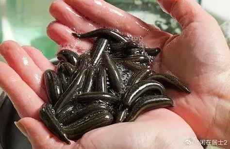 水蛭葱叶液治疗老年性耳聋    老年性耳聋病是老年人常见的一种疑难