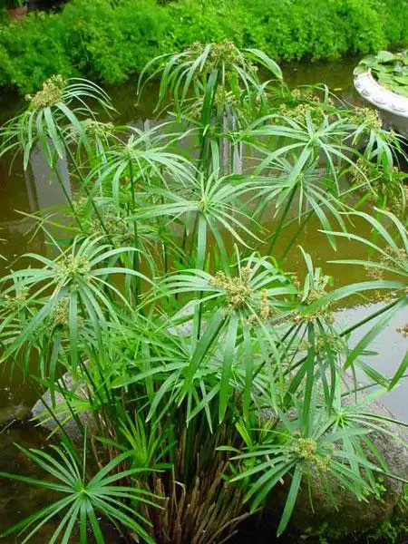 茂名旱伞草英桦园林旱伞草上盆