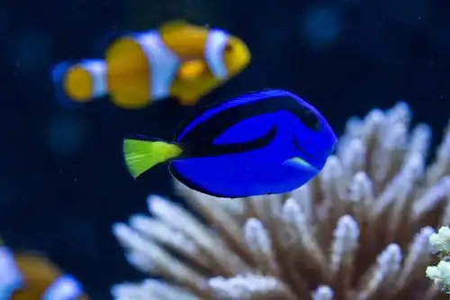 海洋生物的颜值可以多高?