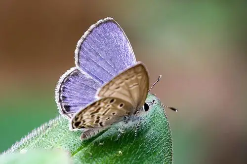 紫灰蝶 chilades lajus