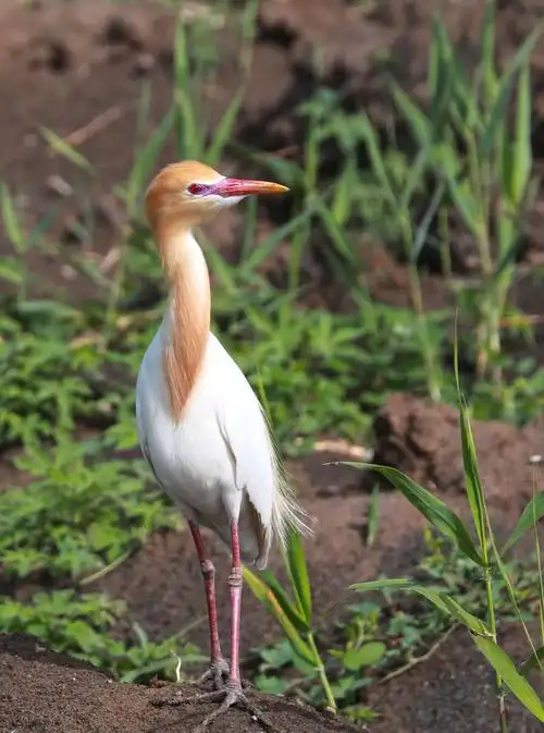 回家庄拍鹭鸟(牛背鹭篇)