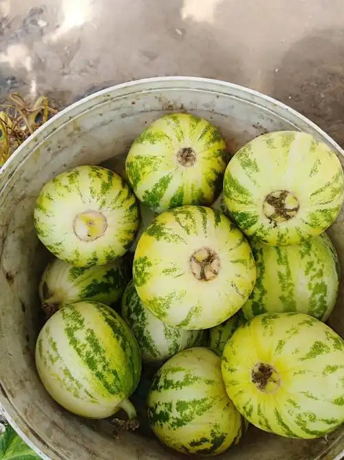 花蕾香瓜花皮甜瓜薄皮豹点蜜瓜香甜新鲜水果手机保护套