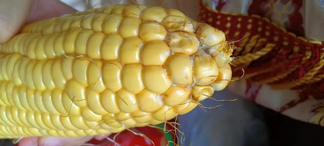 [急]玉米这样是发霉吗?