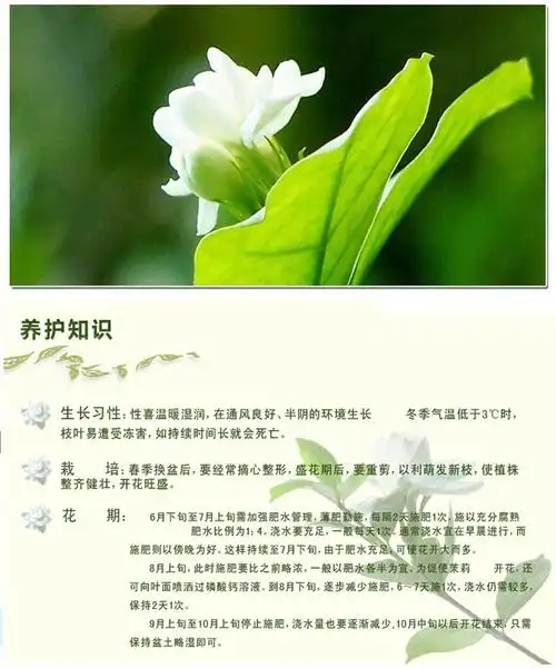 御卉阁茉莉花苗白色重瓣带花苞双色茉莉香水茉莉银丝风车茉莉花卉盆栽