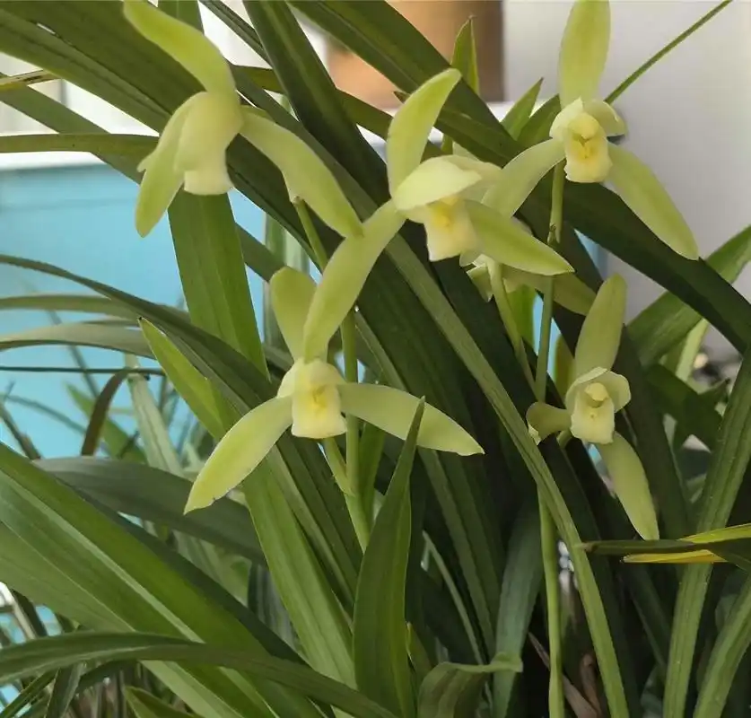 在兰花的世界里,龙岩素兰花犹如一位低调的高贵贵族,她不仅拥有光泽