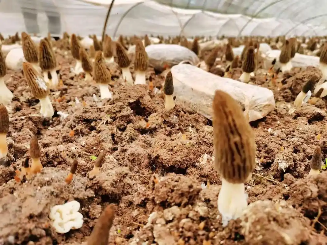 一年一季的种植羊肚菌即将拉开帷幕,有要学习栽培羊肚菌的请明天 - 抖