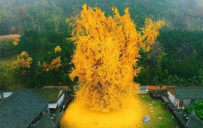 2,李世民种植银杏树