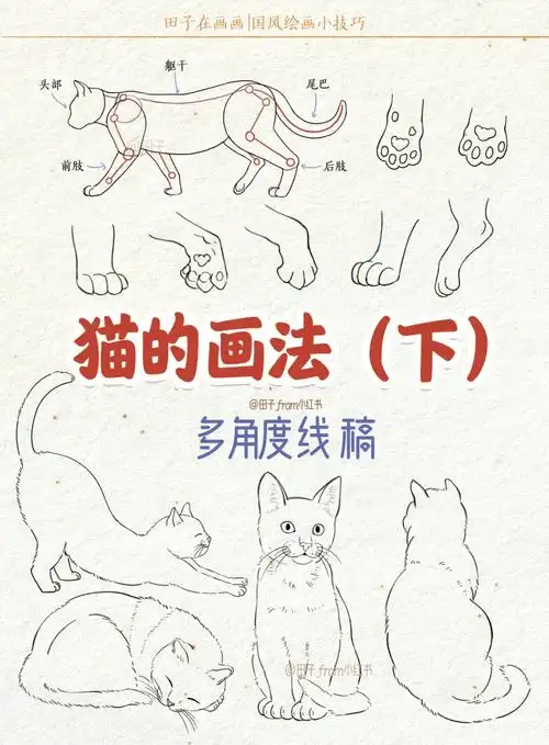 猫的画法2多角度线稿零基础绘画教程