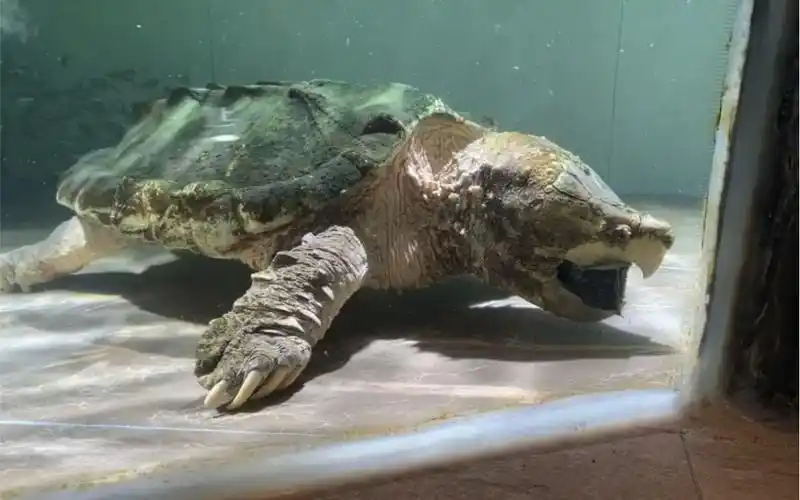 原种大鳄龟美滋滋的出眠第一餐