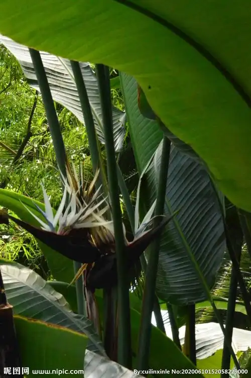 白花鹤望兰图片