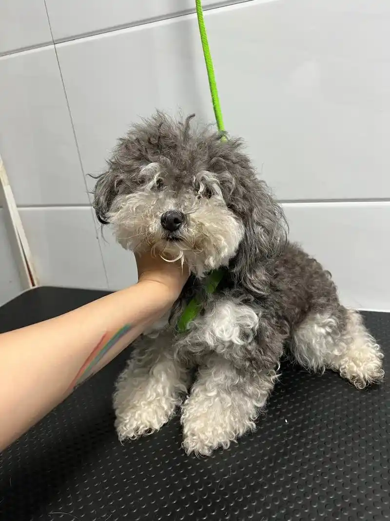 泰迪造型.灰泰迪团团美容7015修剪对比90.