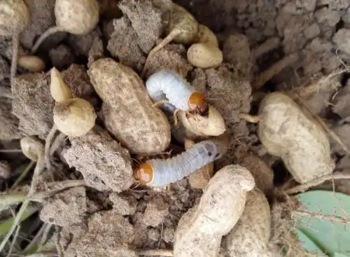 农村这个虫子不仅能吃还能入药治病真是被人忽视的宝贝