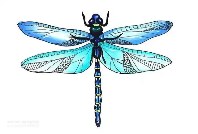 创意儿童画教程|儿童创意线描画《夏日蜻蜓》