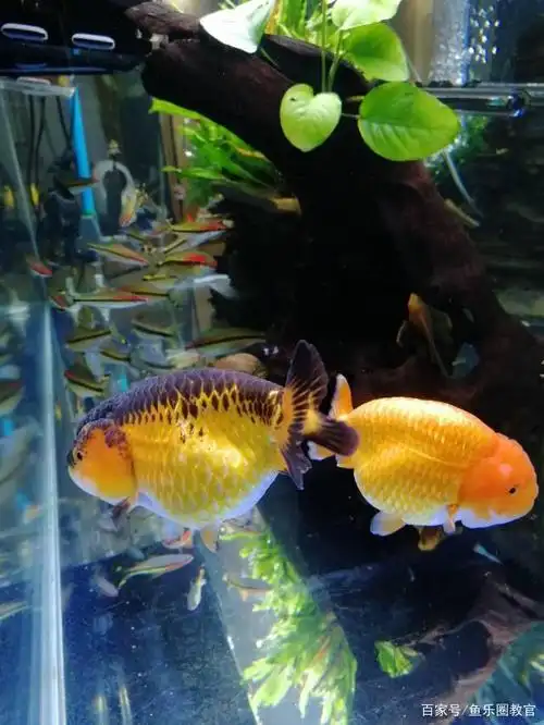 从入门到精通,兰寿金鱼的饲养方法科普,饲养兰寿金鱼的注意事项