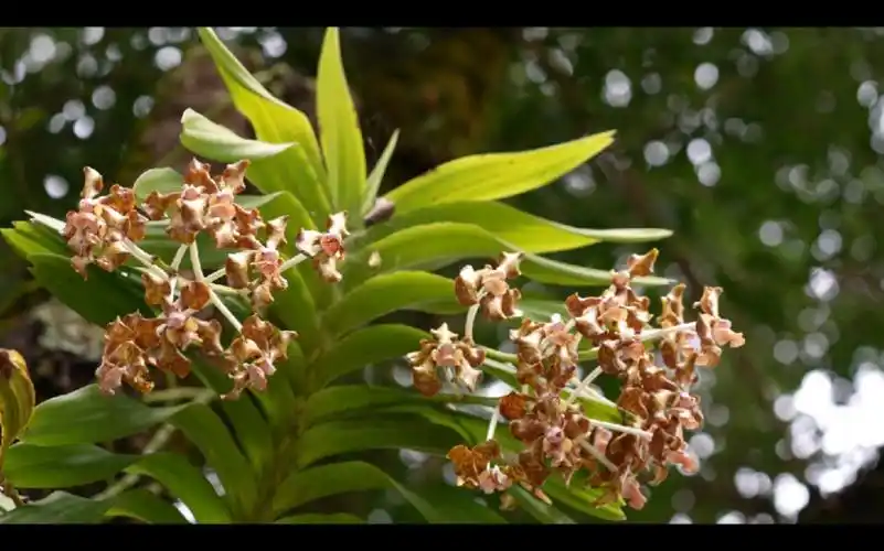 抗旱"美人"白柱万代兰#白柱万代兰#附生草本植物#西盟县融媒体中心