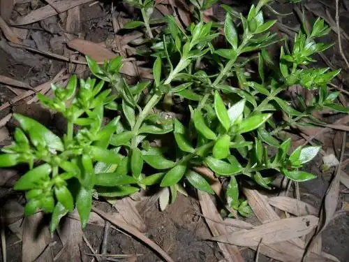 请问这是什么草?邻居说是消炎的!