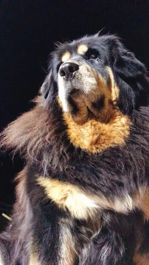 可爱吗?这就是最美藏獒大丫头.